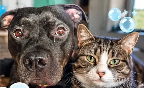A dog and a tabby cat cuddled up together on a fluffy blanket